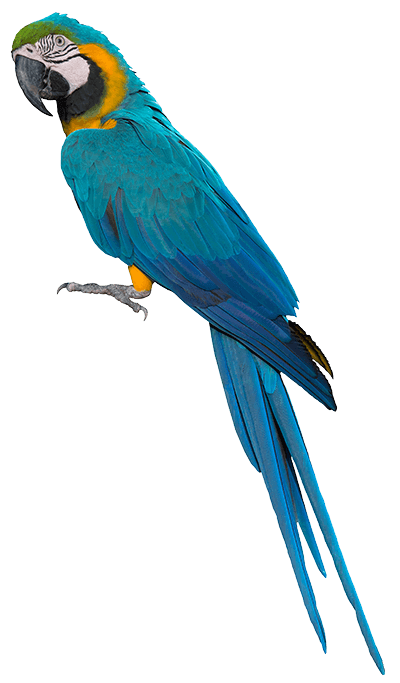 Parrot