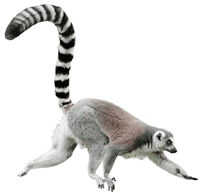 lemur