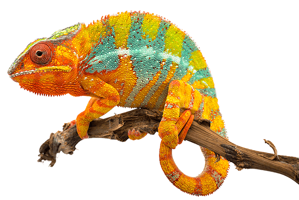 lizard