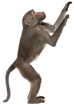 monkey